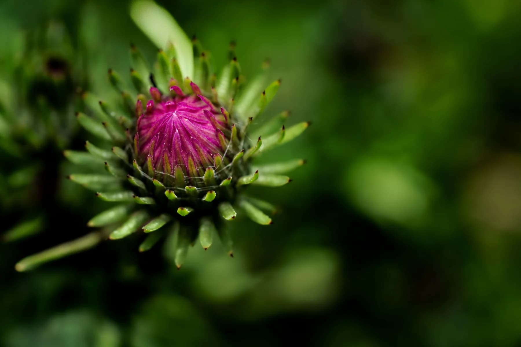 Een distelknop waarvan het roze door de groene schutbladen breekt.